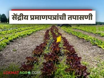 तुम्हीही विषमुक्ती शेती करत आहात, सेंद्रिय सर्टिफिकेटबद्दल शासनाचा महत्वाचा निर्णय  - Marathi News | Latest news oragnic farming Organic certificates given to farmers in maharashtra will be inspected | Latest News at Lokmat.com