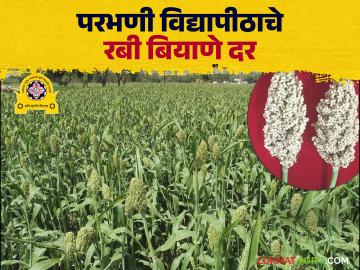परभणी कृषी विद्यापीठ विकसित रबी बियाणे विक्री १७ सप्टेंबरपासून; कोणत्या बियाण्याला किती दर? - Marathi News | Parbhani Agricultural University developed Rabi crop seeds to be sold from September 17; What is the price of which seeds? | Latest News at Lokmat.com