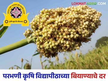 परभणी कृषि विद्यापीठ विकसित रब्बी पिकांच्या वाणांची बियाणे विक्री १७ सप्टेंबरला सुरु होणार - Marathi News | Seed sale of Rabi crop varieties developed by Parbhani Agricultural University will be launched on September 17 | Latest News at Lokmat.com