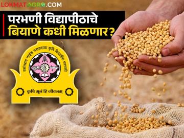 खरीपासाठी मराठवाडा कृषि विद्यापीठाची बियाणे विक्री कधी? कोणत्या बियाण्याला किती दर? वाचा सविस्तर - Marathi News | When will Marathwada Agricultural University sell seeds for Kharif? What is the price of which seeds? Read in detail | Latest News at Lokmat.com खरीपासाठी मराठवाडा कृषि विद्यापीठाची बियाणे विक्री कधी? कोणत्या बियाण्याला किती दर? वाचा सविस्तर - Marathi News | When will Marathwada Agricultural University sell seeds for Kharif? What is the price of which seeds? Read in detail | Latest News at Lokmat.com