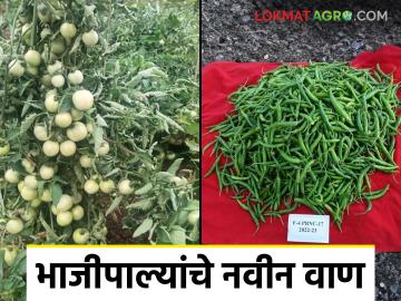 टोमॅटो व मिरची पिकांत कीड व रोग सहनशील ह्या नवीन जाती विकसित; वाचा सविस्तर - Marathi News | Pest and disease resistant new varieties were introduced in tomato and chilli crops; Read in detail | Latest News at Lokmat.com