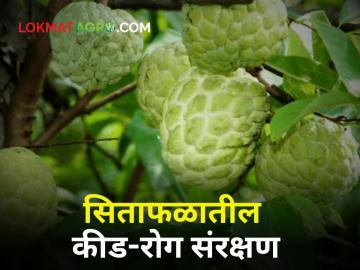 Custard Apple : थ्रिप्स, मावा अन् पिठ्या ढेकूण; असं करा सिताफळातील कीड-रोगांचे एकात्मिक व्यवस्थापन - Marathi News | Custard Apple Thrips, fruit and pitta lumps; Do so Integrated Management of Pests and Diseases in Sitafruit | Latest agriculture News at Lokmat.com Custard Apple : थ्रिप्स, मावा अन् पिठ्या ढेकूण; असं करा सिताफळातील कीड-रोगांचे एकात्मिक व्यवस्थापन - Marathi News | Custard Apple Thrips, fruit and pitta lumps; Do so Integrated Management of Pests and Diseases in Sitafruit | Latest agriculture News at Lokmat.com