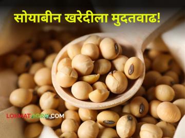 Soybean Procurement : शेतकऱ्यांना दिलासा! सोयाबीन खरेदीला मिळाली ६ दिवसांची मुदतवाढ - Marathi News | Soybean Procurement Relief for farmers! Soybean procurement gets 6-day extension | Latest agriculture News at Lokmat.com Soybean Procurement : शेतकऱ्यांना दिलासा! सोयाबीन खरेदीला मिळाली ६ दिवसांची मुदतवाढ - Marathi News | Soybean Procurement Relief for farmers! Soybean procurement gets 6-day extension | Latest agriculture News at Lokmat.com