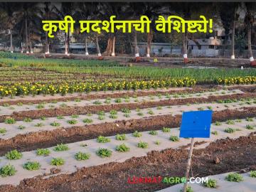 Pune Agriculture Exhibition : पुणे शहराच्या मध्यभागी होत असलेल्या शाश्वत शेती प्रदर्शनाचे काय आहेत वैशिष्ट्ये? - Marathi News | pune-agriculture-exhibition-paunae-saharaacayaa-madhayabhaagai-haota-asalaelayaa-saasavata-saetai-paradarasanaacae-kaaya-ahaeta-vaaisaisatayae | Latest agriculture News at Lokmat.com