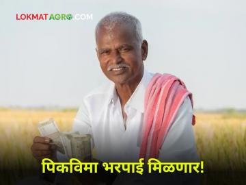Crop Insurance : ६४ लाख शेतकऱ्यांना मिळणार पीक विमा! राज्य हिस्सा वितरित करण्यास मान्यता - Marathi News | Crop Insurance: 64 lakh farmers will get crop insurance! Approval to distribute state share | Latest agriculture News at Lokmat.com