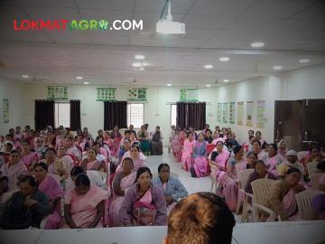 Cotton and Organic Carbon : "मातीचा सेंद्रीय कर्बवाढीसाठी कपाशीला जमीनीत गाडा" - Marathi News | Bury cotton in the ground to increase soil organic matter | Latest agriculture News at Lokmat.com
