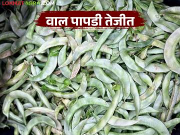 मंचर बाजार समितीत भाजीपाला बाजारभाव वाढले; पापडी, वालवडला मिळाला सर्वाधिक दर - Marathi News | Vegetable market prices increased in Manchar Market Committee; Papadi, Walvad got the highest price | Latest News at Lokmat.com
