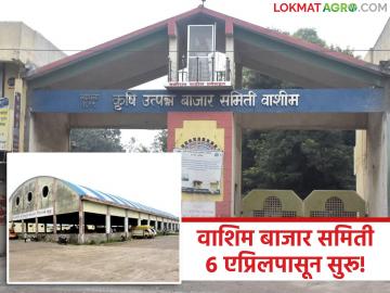 Washim APMC News : ओट्यांवरील मालाची मोजणी पूर्ण;  वाशिम बाजार समितीत ६ एप्रिलपासून शेतमाल लिलाव पूर्ववत - Marathi News | latest news Washim APMC News: Counting of goods on the shelves completed; Agricultural goods auction resumed in Washim Market Committee from April 6 | Latest News at Lokmat.com