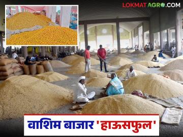 Washim APMC : वाशिम बाजार 'हाऊसफुल'; सोयाबीन–हळदीची सर्वाधिक दैनंदिन आवक