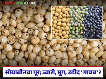 Shetmal Bajarbhav : सोयाबीनची आवक उसळली; ज्वारी-मूग-उडीद नावालाच वाचा सविस्तर - Marathi News | latest news Shetmal Bajarbhav: Soybean arrivals surge; Read the names of sorghum-mung-urad in detail | Latest News at Lokmat.com
