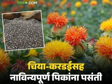 Rabi crop : मुबलक पाण्याचा फायदा; रब्बी हंगामात चिया-करडईच्या लागवडीला चालना Rabi crop : मुबलक पाण्याचा फायदा; रब्बी हंगामात चिया-करडईच्या लागवडीला चालना