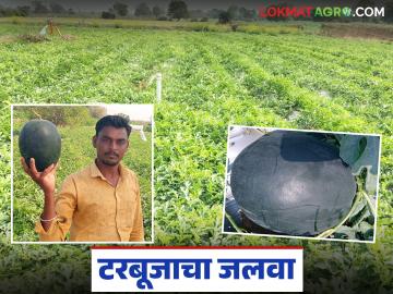टरबूजाने केली कमाल; रिस्क घेतली अन् मिळाला मोठा फायदा वाचा सविस्तर - Marathi News | latest news Watermelon did wonders; took a risk and got a big profit Read in detail | Latest News at Lokmat.com टरबूजाने केली कमाल; रिस्क घेतली अन् मिळाला मोठा फायदा वाचा सविस्तर - Marathi News | latest news Watermelon did wonders; took a risk and got a big profit Read in detail | Latest News at Lokmat.com