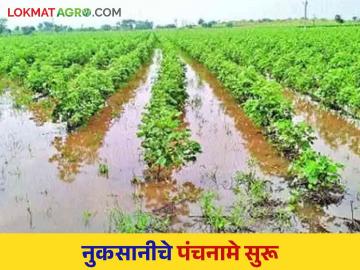 Heavy Rain Damage : साहेब नुसते पंचनामे नको ; ठोस मदत करणार तरी कधी? - Marathi News | Heavy Rain Damage: Sir, don't do only Panchnama; When will concrete help? | Latest News at Lokmat.com
