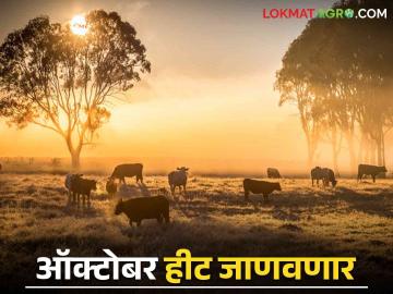 Maharashtra Weather update : आजपासून तापमानात वाढ होणार; काय असेल परिस्थिती वाचा सविस्तर - Marathi News | Maharashtra Weather update : Temperature will increase from today; What will be the situation read in detail | Latest News at Lokmat.com