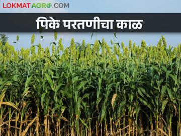 कुठे फुलोऱ्यात, कुठे काढणीला, तळपत्या उन्हात पिकांची अवस्था कशी बदलत जाते?   - Marathi News | Latest News Climate Change effect of temperature rise on rabi crops? | Latest News at Lokmat.com