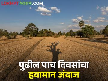 Weather Report : पुढील पाच दिवस हवामान कसं असेल? जाणून घ्या सविस्तर  - Marathi News | latest news Chance of dry weather for five days says igatpuri weather station | Latest News at Lokmat.com