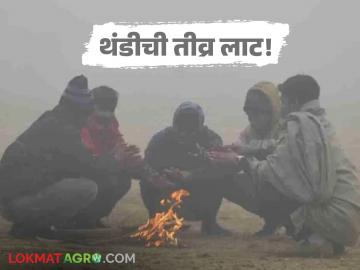 Cold Wave Alert : राज्यात तीव्र थंडीची लाट; IMD ने जारी केला अलर्ट वाचा सविस्तर - Marathi News | latest news Cold Wave Alert: Severe cold wave in the state; IMD issues alert, read in detail | Latest News at Lokmat.com