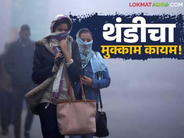 Maharashtra Weather Update : राज्यात कडाक्याची थंडी; पुढील ४८ तासांत तापमानात काय बदल? वाचा सविस्तर - Marathi News | latest news Maharashtra Weather Update: Severe cold in the state; What will be the change in temperature in the next 48 hours? Read in detail | Latest weather News at Lokmat.com