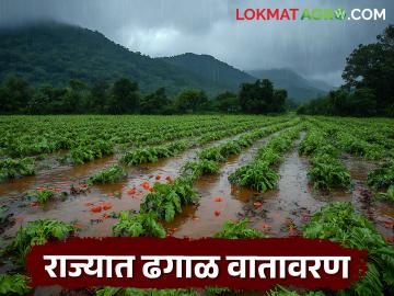Maharashtra Weather Update : राज्यात पावसाचा जोर वाढला; पुणे, रायगड, साताऱ्याला ऑरेंज अलर्ट - Marathi News | latest news Maharashtra Weather Update: Rain intensity increases in the state! Orange alert for Pune, Raigad, Satara | Latest News at Lokmat.com