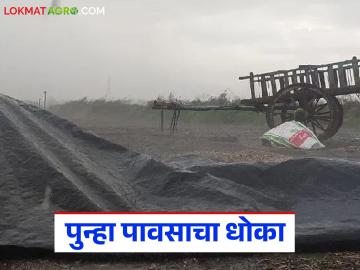 Maharashtra Weather Update : पुन्हा हवामानाची पलटी; पाऊस आणि गारपीट एकत्र होणार का? वाचा सविस्तर - Marathi News | latest news Maharashtra Weather Update: Weather turns again; Will rain and hail combine? Read in detail | Latest News at Lokmat.com