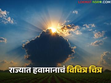 Maharashtra Weather Update: मोंथा चक्रीवादळाचा परिणाम कायम; राज्यात हवामानाचा विचित्र अनुभव - Marathi News | latest news Maharashtra Weather Update: Cyclone Montha's effects remain; Strange weather experience in the state | Latest maharashtra News at Lokmat.com