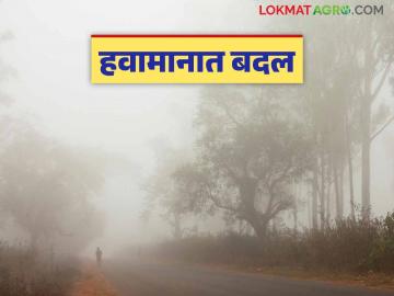 Maharashtra Weather Update: हवामानात होतोय असा बदल; काय सांगतोय IMD रिपोर्ट वाचा सविस्तर - Marathi News | Maharashtra Weather Update: latest news There is a change in the weather; Read the IMD report in detail. | Latest News at Lokmat.com