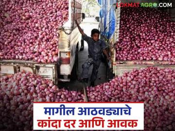 मागील आठवड्यात कांद्याची आवक कशी राहिली, दर काय मिळाले? वाचा सविस्तर  - Marathi News | Latest news Weekly Kanda Market How was onion arrival last week and market price Read in detail | Latest News at Lokmat.com