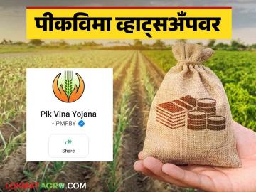 Pmfby WhatsApp Number : केवळ नंबर सेव्ह करा अन् पिकविम्याचे स्टेटस व्हॉट्सॲपवर पहा - Marathi News | Latest News Pmfby WhatsApp Number Just save number and check Pik vima crop insurance status on WhatsApp | Latest News at Lokmat.com