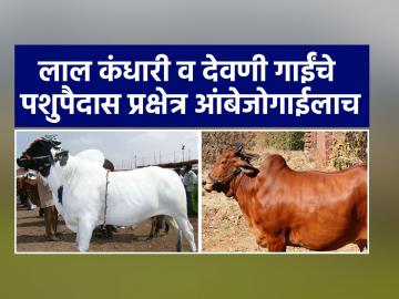 लाल कंधारी व देवणी गाईंच्या संवर्धनासाठी साकुड, अंबाजोगाई येथे पशुपैदास प्रक्षेत्रास मान्यता - Marathi News | Approval of breeding farm at Sakud, Ambajogai for rearing Lal Kandhari and Deoni cows | Latest News at Lokmat.com