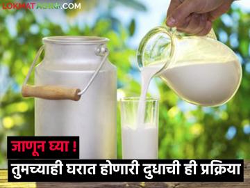 दुधाचे पाश्चरायझेशन म्हणजे नेमकं काय ? आणि हि प्रक्रिया का आहे गरजेची - Marathi News | What exactly is pasteurization of milk? And why is this process necessary? | Latest News at Lokmat.com