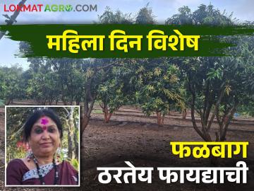 केशर आंब्याने दिली हमी; फळबाग येतेय शेतकर्‍यांच्या कामी - Marathi News | guaranteed income for farmer from kesar mango orchard | Latest News at Lokmat.com