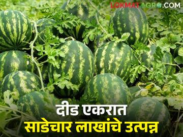 नवखे पीक ठरले फायद्याचे; शेतकऱ्याने साधला हंगाम - Marathi News | The new crop turned out to be profitable; Season achieved by the farmer | Latest News at Lokmat.com