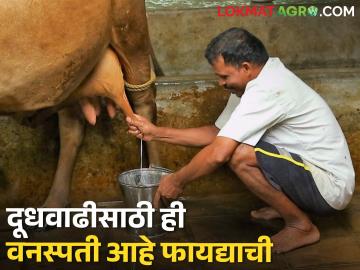 कमी खर्चात, कमी जागेत उत्पादित होणारा वनस्पतीजन्य प्रथिनेयुक्त चारा - Marathi News | A low-cost, low-space, plant-based protein-rich feed | Latest News at Lokmat.com