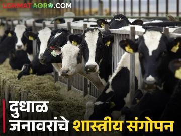दूध व्यवसायात करायची आहे प्रगती; मग हे विसरून चालणार नाही! - Marathi News | You want to make progress in the milk business; then you will not forget this! | Latest News at Lokmat.com दूध व्यवसायात करायची आहे प्रगती; मग हे विसरून चालणार नाही! - Marathi News | You want to make progress in the milk business; then you will not forget this! | Latest News at Lokmat.com