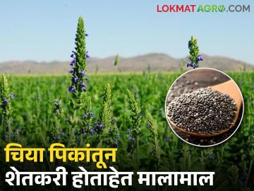 पारंपरिक पिकाला पर्याय; शेतकऱ्यांचा यशस्वी प्रयोग - Marathi News | alternatives to conventional crops; A successful experiment by farmers | Latest News at Lokmat.com