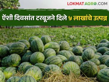 टरबूजची परदेश वारी; आर्थिक कमाल घडली भारी - Marathi News | Export of Watermelon; The economic peak happened heavily | Latest News at Lokmat.com