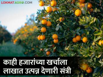 नोकरीचा मार्ग सोडत दुष्काळग्रस्त भागात तरुणाने उभारली संत्र्याची बाग - Marathi News | Leaving the path of employment, a young man established an orange garden in a drought-affected area | Latest News at Lokmat.com