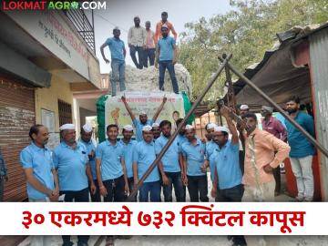 गटशेती फायद्याची; शेतकऱ्यांनी ३० एकरमध्ये मिळवलं ७३२ क्विंटल कापसाचं उत्पादन - Marathi News | Group farming is profitable; Farmers got 732 quintal cotton production in 30 acres | Latest News at Lokmat.com