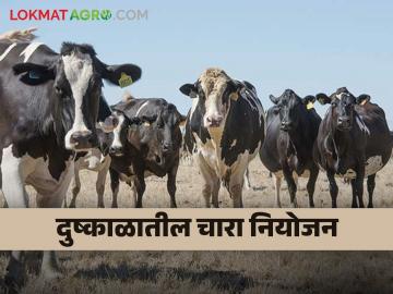 दुष्काळात पशुधन व्यवस्थापन करतांना काय नियोजन करावे? वाचा - Marathi News | What should be planned while managing livestock during drought? Read on | Latest News at Lokmat.com दुष्काळात पशुधन व्यवस्थापन करतांना काय नियोजन करावे? वाचा - Marathi News | What should be planned while managing livestock during drought? Read on | Latest News at Lokmat.com