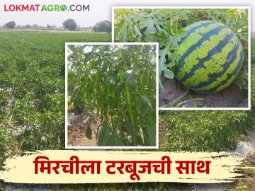 Success Story कांदा टोमॅटोचा तोटा निघतोय मिरचीच्या नफातून - Marathi News | Onion gives strong yield in Chili in tomato sivara | Latest News at Lokmat.com