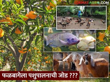 उमेशरावांची बातचं न्यारी; पशू, शेळी, कुक्कुट पालनासह फळबागेला मत्स्यपालनाची जोडी - Marathi News | Umesh Rao's success story; livestock, goats, poultry coupled with orchard fisheries | Latest News at Lokmat.com