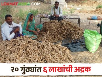 दोन वर्षांपूर्वी फिरविला होता रोटोव्हेटर; आत २० गुंठ्यांत झाली ६ लाखांची अद्रक - Marathi News | two year back remove ginger through rotavator, now earn 6 lakh in twenty gunta ginger | Latest News at Lokmat.com