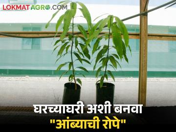 तुम्ही खात असलेल्या आंब्यांपासून कशी तयार कराल रोपे - Marathi News | How to create seedlings from the mangoes you eat | Latest News at Lokmat.com तुम्ही खात असलेल्या आंब्यांपासून कशी तयार कराल रोपे - Marathi News | How to create seedlings from the mangoes you eat | Latest News at Lokmat.com