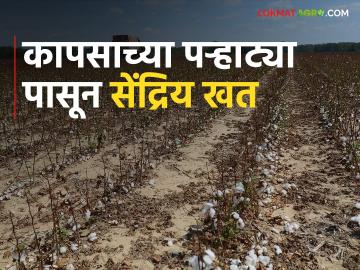 कपाशीच्या पऱ्हाट्या बारीक करून जमिनीची सुपिकता वाढवा - Marathi News | Increase the soil fertility by grinding the cotton husks | Latest News at Lokmat.com कपाशीच्या पऱ्हाट्या बारीक करून जमिनीची सुपिकता वाढवा - Marathi News | Increase the soil fertility by grinding the cotton husks | Latest News at Lokmat.com