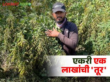 एकरात लाखोंची कमाई देणारी तूर भारी; ऊस, कपाशीला आता नको म्हणतोय शेतकरी - Marathi News | pigeon pea yields lakhs per acre; Farmers are saying no more sugarcane and cotton | Latest News at Lokmat.com