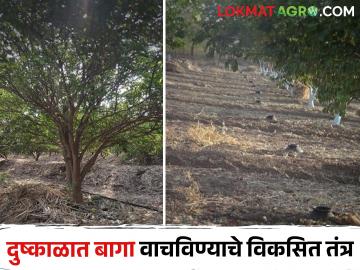 दुष्काळात फळबाग संशोधन केंद्राने विकसित केलेले हे तंत्र वापरा आणि फळबागा वाचवा - Marathi News | Use this technique developed by Orchard Research Center during drought and save orchards | Latest News at Lokmat.com दुष्काळात फळबाग संशोधन केंद्राने विकसित केलेले हे तंत्र वापरा आणि फळबागा वाचवा - Marathi News | Use this technique developed by Orchard Research Center during drought and save orchards | Latest News at Lokmat.com
