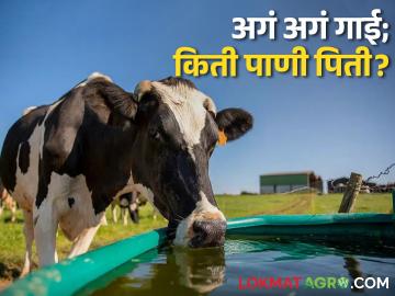 Dairy होलस्टीन फ्रिजियन गाई; का पितात हो एवढं जास्त पाणी? - Marathi News | Why Do Holstein Friesian Cows; Drink So Much Water? | Latest News at Lokmat.com