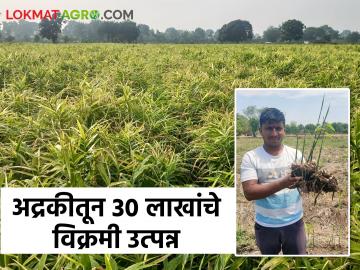 नोकरीच्या मागे न जाता भारतरावांनी धरली वाट मातीची; दीड एकरात अद्रकीतून ३० लाखांचे उत्पन्न ही बात शेतीची - Marathi News | Instead of going after a job, Bharatrao followed the soil; An income of 30 lakhs from one and a half acre of ginger is the income of agriculture | Latest News at Lokmat.com