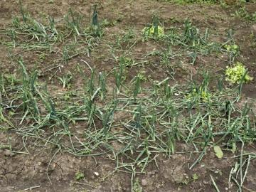 Onion Crop : पावसामुळे कांदा पिकावर रोगांचा प्रादुर्भाव होण्याची शक्यता, वाचा सविस्तर  - Marathi News | Latest news Onion Crop Chances of disease outbreak on onion crop due to rain, read in detail  | Latest News at Lokmat.com