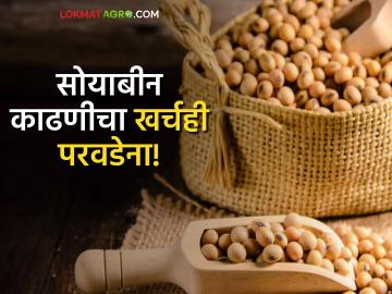 Soyabean Harvesting : बाजारभावापेक्षा सोयाबीन काढणीचा खर्चचं अधिक, वाचा सविस्तर  - Marathi News | Latest News cost of soybean harvesting is more than the market price read in detail | Latest News at Lokmat.com